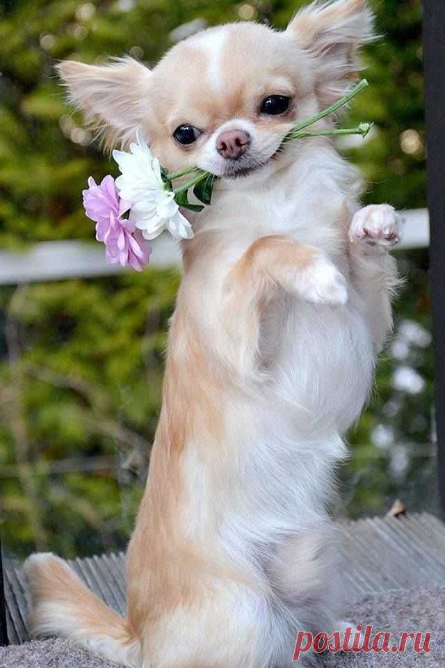 Найдено на сайте sodoggonefunny.com.