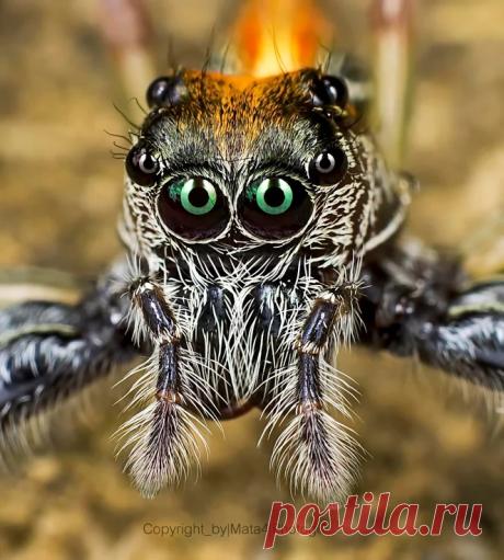 "Jumper Spider" By Wan Aspire