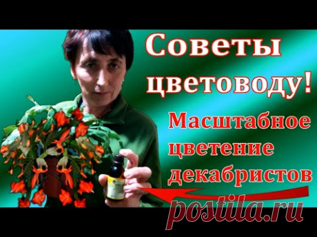 Как подготовить(спровоцировать)к роскошному цветению декабристы. Рассказываю как я это делаю