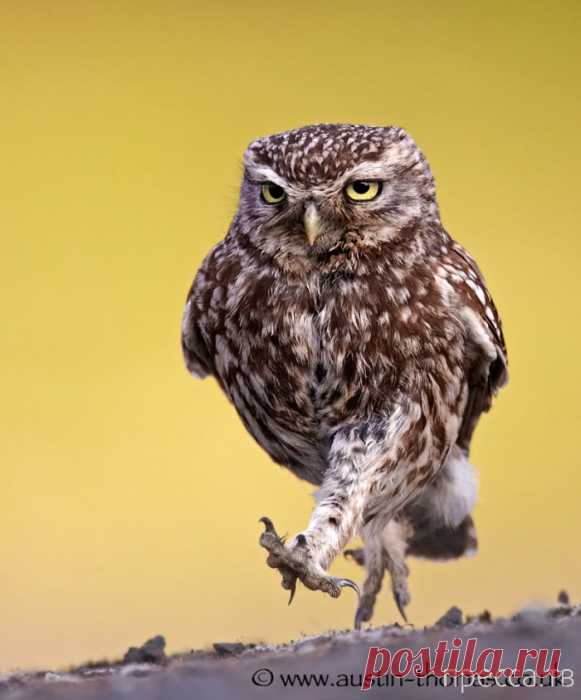 Лучшие фотографии диких животных (20 фото)