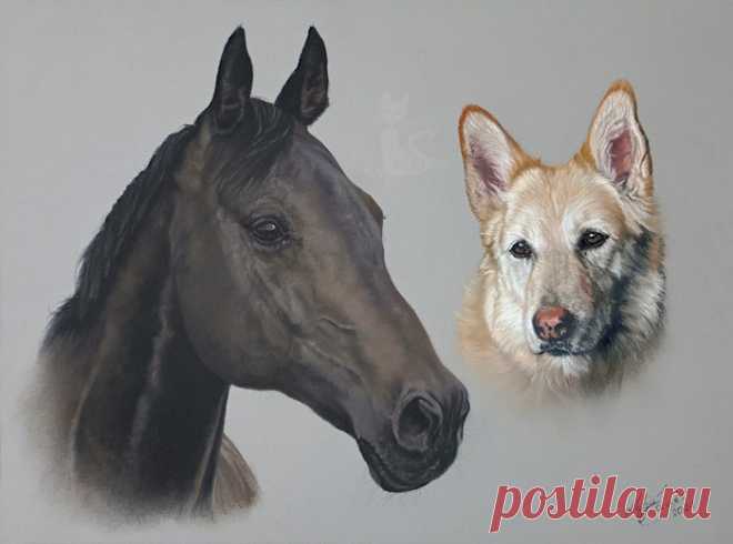 Рисунки и портреты лошадей Кати Зауэр