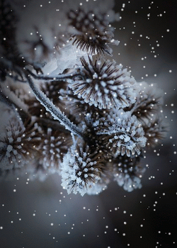 cynthialudlow: snow is falling (It'sOnlyNatural by kathy)