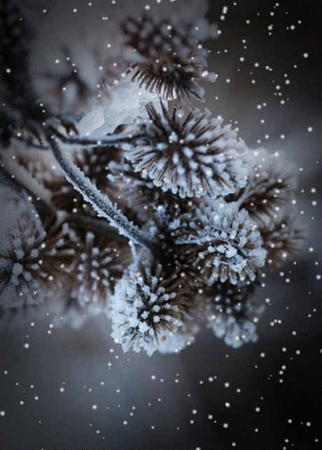cynthialudlow: snow is falling (It'sOnlyNatural by kathy)