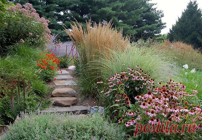 Злаки в саду, или как легко и быстро сделать ваш участок стильным — Ольга Собачкина