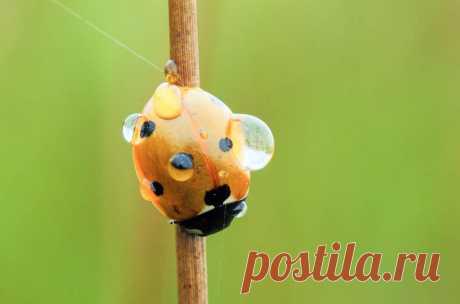 Насекомые в каплях росы / Путешествия / Моя Планета