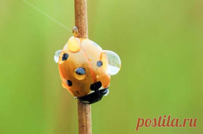 Насекомые в каплях росы / Путешествия / Моя Планета