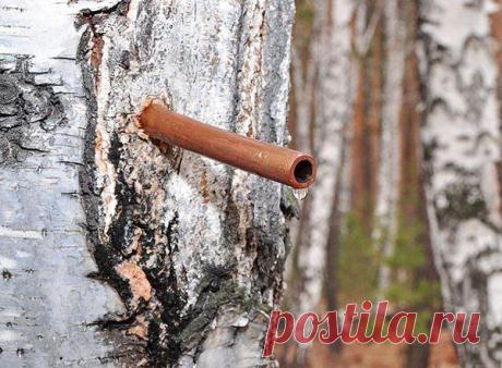 Польза березового сока - народные рецепты

Что лечит березовый сок, как лечиться березовым соком, от каких заболеваний лечит березовый сок... Рецепты лечения березовым соком собрали и сохранили наши предки. В народе часто лечились именно березовым соком.

Анемия - лечение березовым соком

В березовом соке содержится большое ко­личество витаминов, мик­роэлементов, в том числе железа и естественного сахара, поэтому он пока­зан при пониженном уровне гемоглобина.
Смешайте свеж...