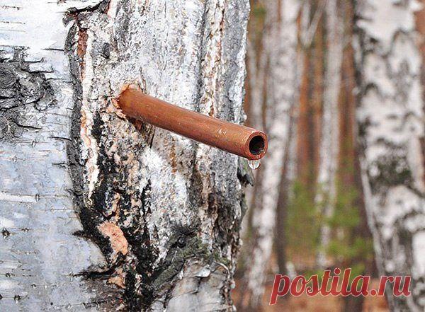 Польза березового сока - народные рецепты

Что лечит березовый сок, как лечиться березовым соком, от каких заболеваний лечит березовый сок... Рецепты лечения березовым соком собрали и сохранили наши предки. В народе часто лечились именно березовым соком.

Анемия - лечение березовым соком

В березовом соке содержится большое ко­личество витаминов, мик­роэлементов, в том числе железа и естественного сахара, поэтому он пока­зан при пониженном уровне гемоглобина.
Смешайте свеж...