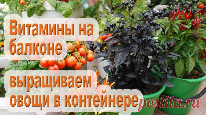 Мини-огород в квартире / 10 овощей которые можно выращивать в горшках