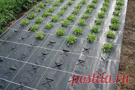 Черная мульчирующая ткань – моя помощница! Об этой ткани я могу смело сказать – моя прелесть, моя помощница. У себя на участке я использую агроволокно плотностью 100-130 г/м2 .

Некоторые скептики спросят: ну как поливать по этой ткани? Я поливаю прямо по ней – вода прекрасно впитывается. Удобряю свои посадки так же – раствор удобрений лью