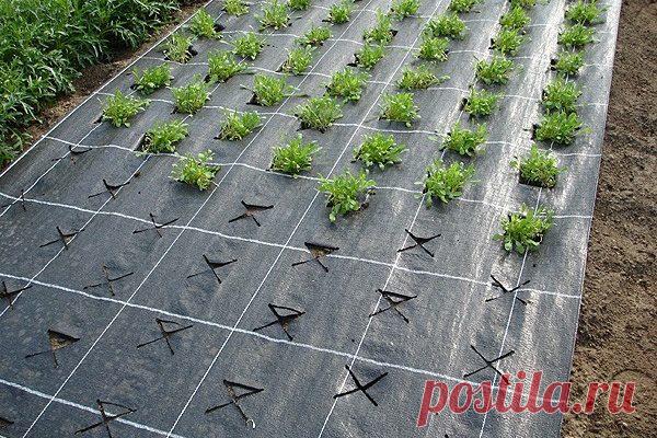 Черная мульчирующая ткань – моя помощница! Об этой ткани я могу смело сказать – моя прелесть, моя помощница. У себя на участке я использую агроволокно плотностью 100-130 г/м2 .

Некоторые скептики спросят: ну как поливать по этой ткани? Я поливаю прямо по ней – вода прекрасно впитывается. Удобряю свои посадки так же – раствор удобрений лью