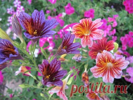 9 цветов, которые высевают в последний месяц зимы - Огород, сад, балкон - медиаплатформа МирТесен