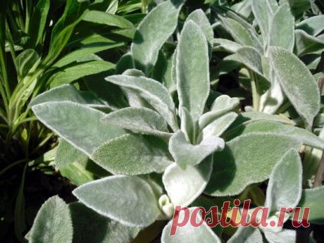 Идеи для &quot;ленивого сада&quot;: выбираем стиль и неприхотливые растения