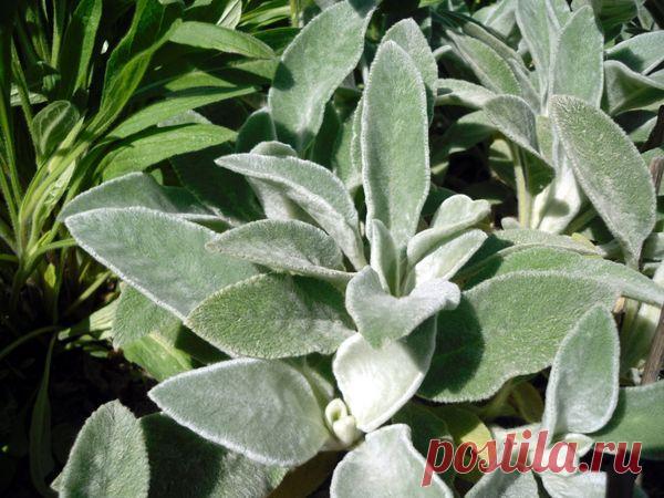 Идеи для "ленивого сада": выбираем стиль и неприхотливые растения