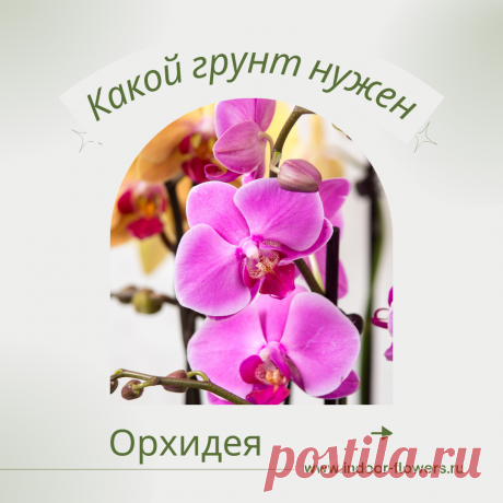 Орхидея. Какой грунт нужен? Интересуетесь Орхидея. Какой грунт нужен? ? Узнайте о разнообразных представителях этого вида, их уникальных особенностях и преимуществах. Получите полезные советы по уходу за Орхидея. Какой грунт нужен? в домашних условиях, включая требования к освещению, поливу, температуре и влажности.