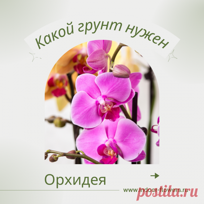 Орхидея. Какой грунт нужен? Интересуетесь Орхидея. Какой грунт нужен? ? Узнайте о разнообразных представителях этого вида, их уникальных особенностях и преимуществах. Получите полезные советы по уходу за Орхидея. Какой грунт нужен? в домашних условиях, включая требования к освещению, поливу, температуре и влажности.