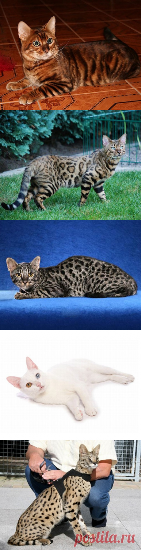 10 самых дорогих пород кошек &gt;&gt;&gt;