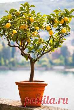 Как вырастить лимон в домашних условиях | Дом интерьер и домашний уют | Женский журнал Lady.ru