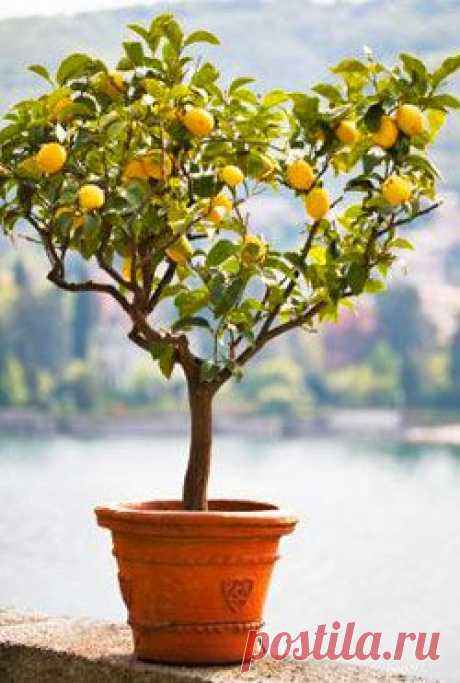Как вырастить лимон в домашних условиях | Дом интерьер и домашний уют | Женский журнал Lady.ru