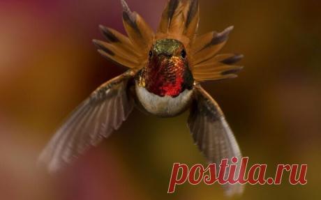 Яркие, как горстка самоцветов