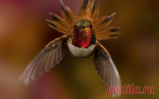 Яркие, как горстка самоцветов