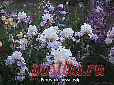 ирисы фотографии - 173 тыс. картинок. Поиск@Mail.Ru