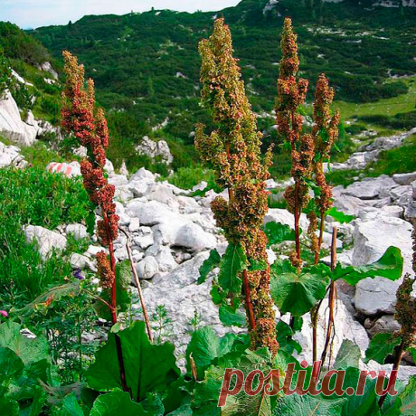 Лекарственное растение Ревень альпийский (Rumex alpinus). Многолетнее травянистое растение; на плодородной земле может достигать высоты человеческого роста. Нижние сердцевидные листья могут достигать длины 50 см и ширины 25 см, длинные черешки листьев выходят из бумажистых листовых влагалищ; стеблевые листья очередные, ланцетные, черешки часто красноватые и с наружной стороны рифленые. Края листьев волнистые. Невзрачные зеленоватые цветки собраны в длинную довольно плотную метелку.