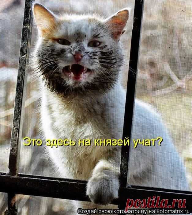Котодром