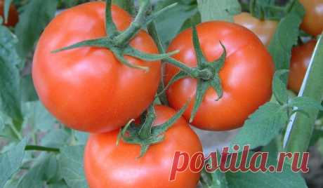 Заболевания, при которых нельзя есть помидоры — Intex-press. Последние новости города Барановичи, Беларуси и Мира