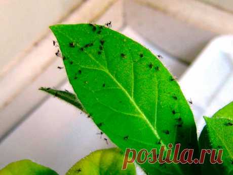 Как правильно избавиться от мошек на комнатных растениях?!