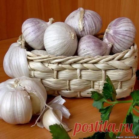 Рецепт вечной молодости + полезные рецепты из чеснока - Зеленая аптека - Здоровье - Каталог статей - Супер Я!