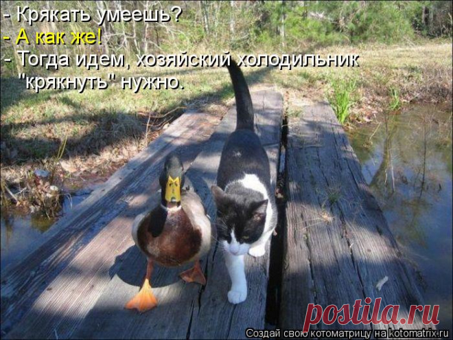 Котоматрица: - Крякать умеешь? - А как же...