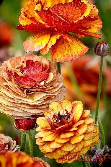 С добрым утром!
Уюта и теплоты в эти осенние дни!