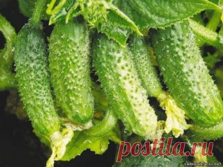 Сейчас появилось много сортов гибридных огурцов, а выращивая их по ЭМ-технологиям, можно собрать до 30 кг огурцов с куста за сезон. 

Как вырастить такой урожай:
1. Приобретайте семена огурцов с пучковым расположением завязей: F1 Гейзер, F1 Теща, F1 Зятек, F1 Пикколо, F1 Семь гномов, F1 Лавина и др.

2. За месяц до посадки подготовьте теплую грядку с использованием ЭМ-препаратов :"Сияние", "Байкал ЭМ1".

3. Формируйте растение своевременно и правильно.

4. Держите грядку п...