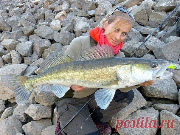 Судачок / Богатая добыча