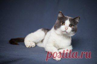 Ждёт встречи с новым домом самый лучший кот!!
Ласковый, ненавязчивый, безмерно любящий человека котик Маскулин ищет родного человека. В еде непритязателен, приучен к лотку и, как настоящий мужчина, знает правила хорошего поведения. Проявляет интерес к играм, но немного хромает после операции, поэтому ему нужно слегка привыкнуть и адаптироваться к новым условиям.