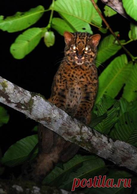 Photos: The Secret Lives of Borneo's Mysterious Marbled Cats