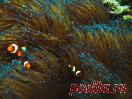 Прекрасные и удивительные коралловые рифы / Туристический спутник