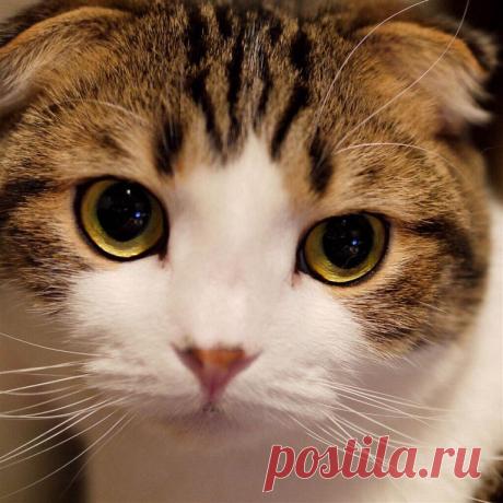 Приложение &quot;Открытки&quot;
Лариса Зигарева(Симонова)