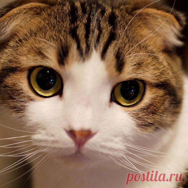 Приложение "Открытки"
Лариса Зигарева(Симонова)