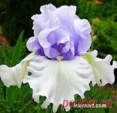 Prom Night Dress Tall Bearded Iris | Ellen Z George приколол(а) это к доске Iris