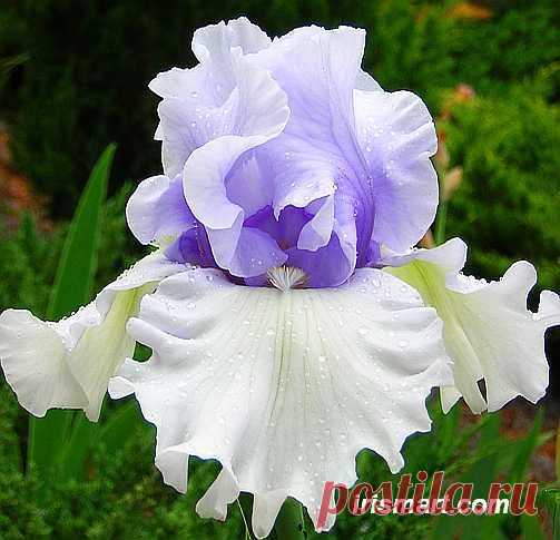 Prom Night Dress Tall Bearded Iris | Ellen Z George приколол(а) это к доске Iris