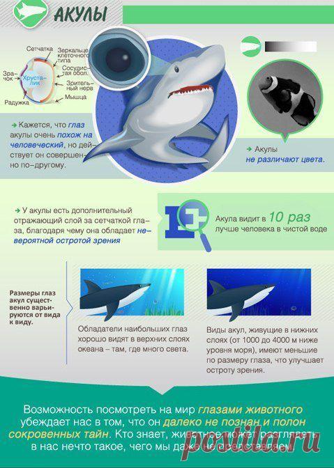 Как животные видят мир.