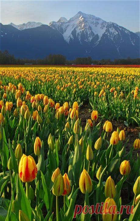 Tulip Mountain - Fraser Valley, British Columbia - by Cormac | Pinterest: инструмент для поиска и хранения интересных идей