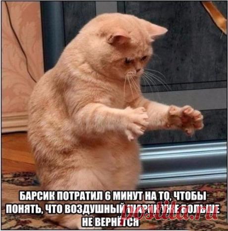 котики Поиск
