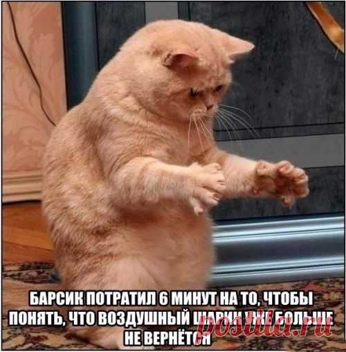 котики Поиск