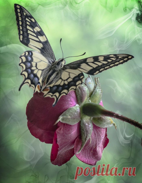 touchn2btouched | Wings