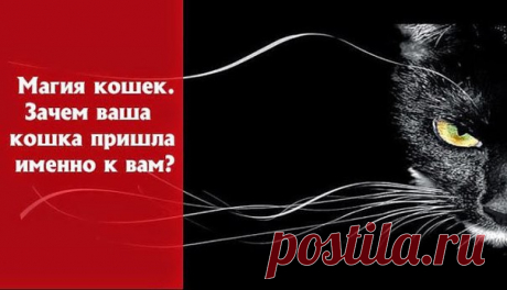 Магия кошек. Зачем ваша кошка пришла именно к вам?

Признанной защитницей человека считается собака. Кошка же на прохожих не лает, не бросается. Но именно она хранит дом от вторжения настоящего зла - негатива из Тонкого мира, незваных гостей, которых просто так не увидишь.

Нам лишь кажется, что решение завести кошку принимаем мы самостоятельно. А на самом деле кошки по определенным причинам выбрали нас и назначили своими хозяевами.

Так зачем котенок к вам пришел?

Опреде...