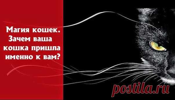 Магия кошек. Зачем ваша кошка пришла именно к вам?

Признанной защитницей человека считается собака. Кошка же на прохожих не лает, не бросается. Но именно она хранит дом от вторжения настоящего зла - негатива из Тонкого мира, незваных гостей, которых просто так не увидишь.

Нам лишь кажется, что решение завести кошку принимаем мы самостоятельно. А на самом деле кошки по определенным причинам выбрали нас и назначили своими хозяевами.

Так зачем котенок к вам пришел?

Опреде...