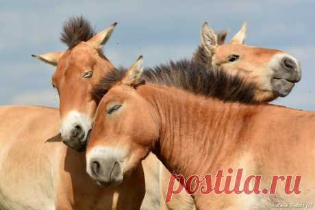 Всегда найдется тот, кто испортит кадр. Лошади Пржевальского в Оренбургском заповеднике. Автор фото – Наталия Судец: nat-geo.ru/photo/user/337453/